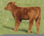 REDZONE heifer.jpg
