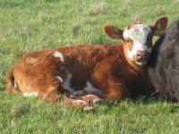 MILKMAN red brock heifer.jpg