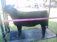 steer pic1.JPG