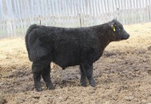 hw bull gonnett[1].jpg