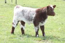 2010 calves 017.jpg