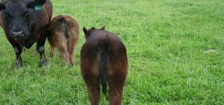 rear.JPG