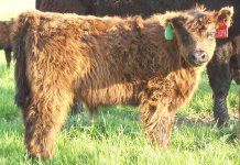 2040 bull calf.jpg