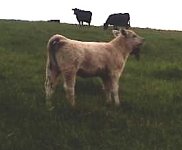 milkman heifer.jpg