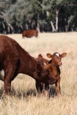 web calf.jpg