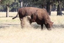 web mad bull2.jpg