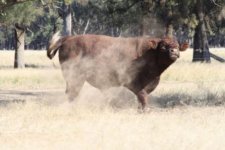 web mad bull.jpg
