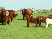 Major Leroy with his calves 05-23-10.JPG