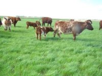 HC Myrtle Bo 43P and her March Leroy bull calf.jpg