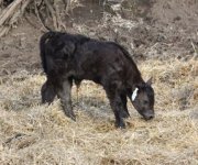 001 (2)-SmokeBomb X Aubrac cow.jpg