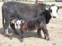 6 my turn x nichols angus x simm heifer.JPG