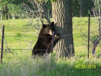 black bear4-email.jpg