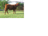red heifer resized.png