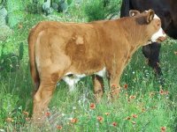 Cattle 2010 048.jpg