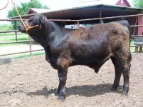 American Steer 001.jpg