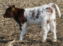 266 Fringe x Double Talent Heifer-.jpg