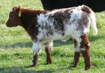 213 Fringe x Double Leader Heifer-.jpg