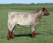 Lot 12 Felicity 137 x AOD.jpg