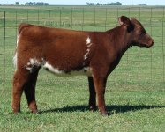 Lot 16 Felecia 608S x AOD.jpg