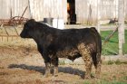 sb bull.jpg