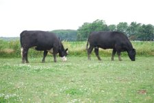 Spring_2010_Cows_and_Calves_042.jpg