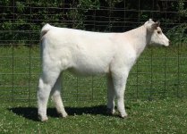 Lot 14 Rose x MAV Bellringer (Creole).jpg