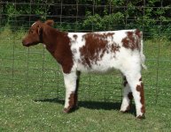 Lot 30  Felicity 137 x AOD.jpg