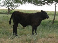 simi calf.jpg