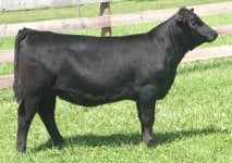 Macho X Angus Metzger Fall Heifer.jpg