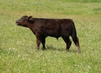 Harry calf2.jpg