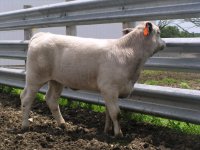 2010 Calves 008.jpg