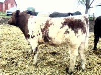 moola shorthorn1.jpg