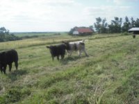 kansas calves076.JPG