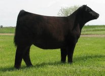 Gonnett heifer [1].jpg