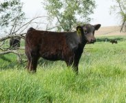 ac priceless half maine hfr.jpg