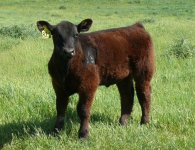 ac priceless steer.jpg