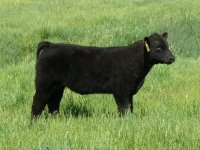 ac priceless steer2.jpg