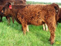 124 heifer.jpg