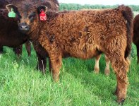 124 heifer-1.jpg