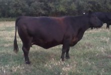 angus2.jpeg