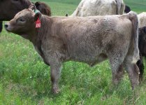 3040 heifer.jpg