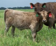 3040 heifer calf1.jpg