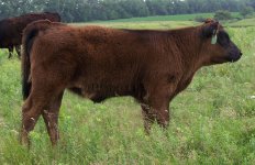 4970 heifer calf.jpg