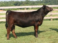 Fortunate Son Heifer July 5th.jpg