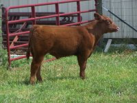 Hairy Bear Steer.jpg