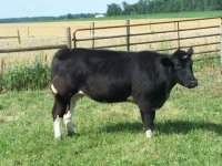 Cowan's Ali 4M.JPG