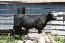 Final Answer calf resize.jpg