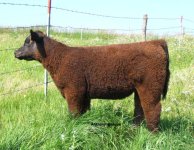 Monopoly_Shorthorn_2.jpg