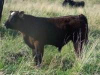 Pasture Pics 014.jpg