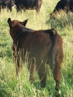 Pasture Pics 015.jpg